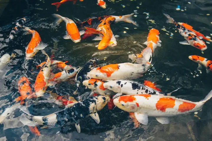 Top 7 Quán Cà Phê Cá Koi Đẹp Nhất Ở Nha Trang - Mytour.vn Top 7 Quán Cà Phê Cá Koi Đẹp Nhất Ở Nha Trang - Mytour.vn