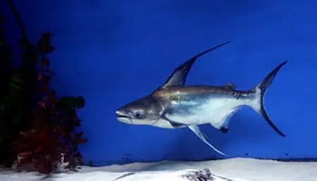 Catfish – Cá Da Trơn | Catfish – Cá Da Trơn |