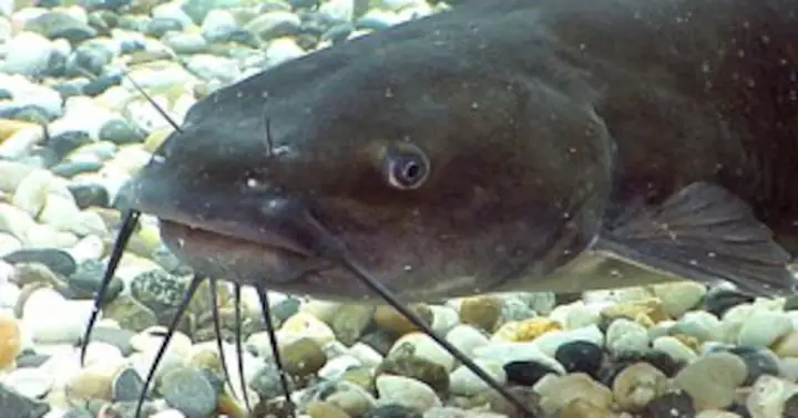 Câu Chuyện Con Cá Da Trơn – Tiếng Việt