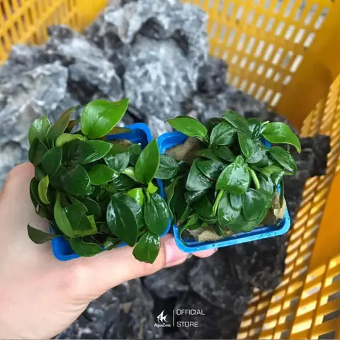 Cách Chăm Sóc Anubias Nana: Cách Chăm Sóc Anubias Nana: