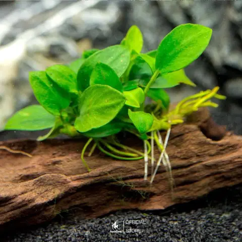Anubias Nana (cây Ráy Nana) Anubias Nana (cây Ráy Nana)