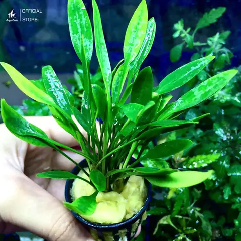 Cryptocoryne Parva (tiêu Thảo Mũi Tên) Cryptocoryne Parva (tiêu Thảo Mũi Tên)