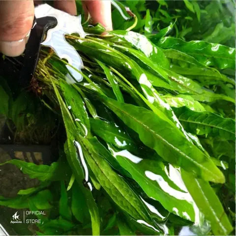 Cách Chăm Sóc Microsorum Pteropus: Cách Chăm Sóc Microsorum Pteropus: