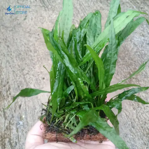 Microsorum Pteropus (cây Dương Xỉ Lá Hẹp) Microsorum Pteropus (cây Dương Xỉ Lá Hẹp)