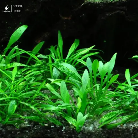 Cách Chăm Sóc Cryptocoryne Parva: Cách Chăm Sóc Cryptocoryne Parva: