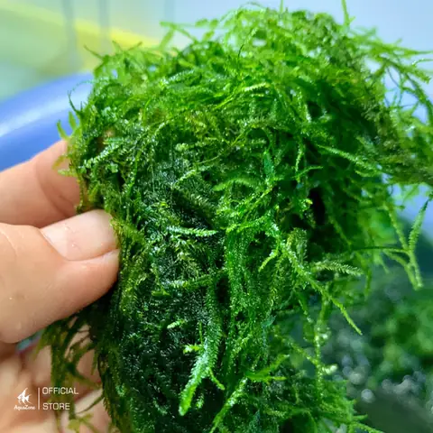 Cách Chăm Sóc Rêu Java: Cách Chăm Sóc Rêu Java: