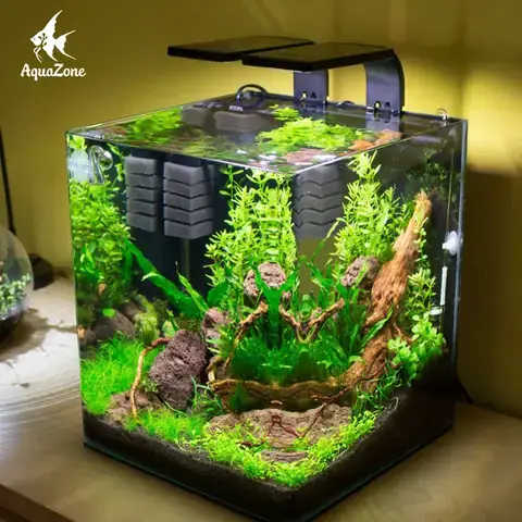 Thả Cá Vào Chậu Thủy Sinh Thả Cá Vào Chậu Thủy Sinh