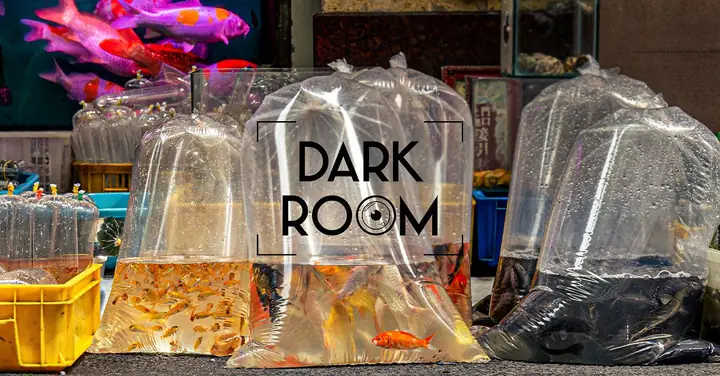 Tại Chợ Cá Cảnh Lưu Xuân Tín, Nơi Bể Cá Chất Chứa Cả Chuyện Đời ...