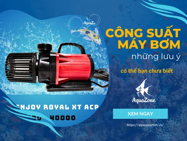 Những Lưu Ý Khi Chọn Công Suất Máy Bơm Cho Hồ Cá - Aquazone