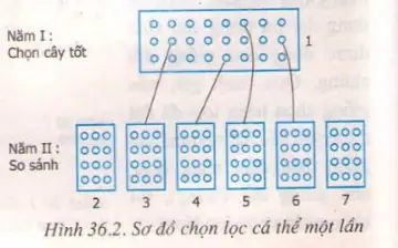 Chọn Lọc Cá Thể | Sgk Sinh Lớp 9