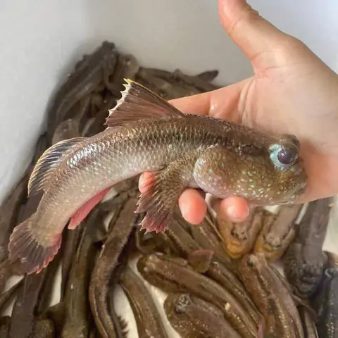 Cá Thòi Lòi – 45.000₫ | Bảo Quản Đúng & Chế Biến Ngon