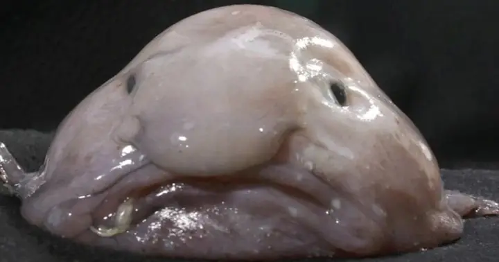 Sự Thật Về Loài Cá "xấu Xí" Nhất Hành Tinh | Báo Dân Trí