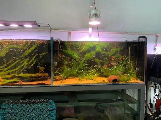 Aura Aquatic – Cá Cảnh & Thuỷ Sinh Aura