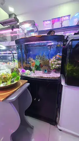 Cá Cảnh Sơn Hà: Thiên Đường Cá Biển Đa Dạng & Dịch Vụ ...