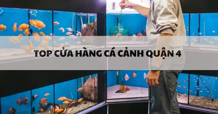 Top 5 Cửa Hàng Cá Cảnh Dã Tượng Uy Tín Bạn Nên Ghé Thăm ...