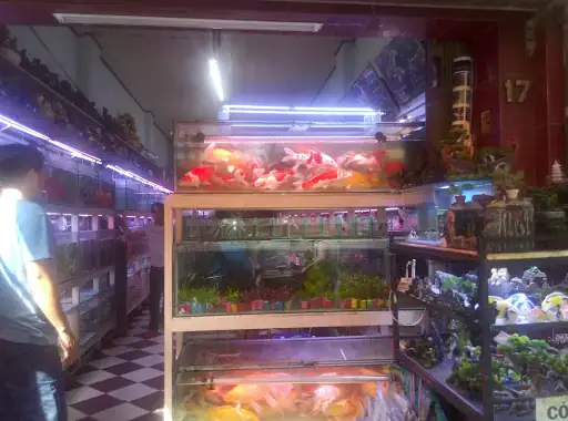 Cá Cảnh Dã Tượng: Bí Mật Về Loài Cá Săn Mồi Thông Minh & Top ...