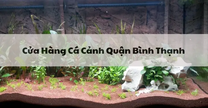 Top 10 Cửa Hàng Cá Cảnh Quận Bình Thạnh Uy Tín Nhất, Hồ Chí ... Top 10 Cửa Hàng Cá Cảnh Quận Bình Thạnh Uy Tín Nhất, Hồ Chí ...