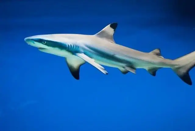 Những Đặc Điểm Thú Vị Của Loài Cá Mập | Báo Điện Tử Tiền Phong Những Đặc Điểm Thú Vị Của Loài Cá Mập | Báo Điện Tử Tiền Phong