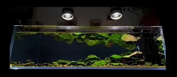 Một Số Loại Đèn Bể Cá Thủy Sinh Phổ Biến Trên Thị Trường Một Số Loại Đèn Bể Cá Thủy Sinh Phổ Biến Trên Thị Trường