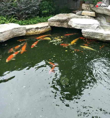 Tại Sao Phải Sử Dụng Đèn Uv Hồ Cá?