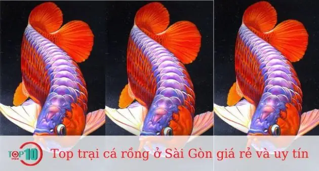 Top 10 Trại Cá Rồng Ở Sài Gòn Giá Rẻ Và Uy Tín Nhất - Top10tphcm Top 10 Trại Cá Rồng Ở Sài Gòn Giá Rẻ Và Uy Tín Nhất - Top10tphcm