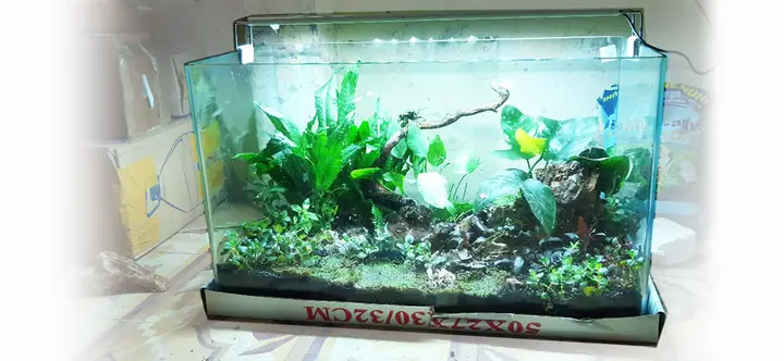 Địa Chỉ Uy Tín Cung Cấp Bể Cá Cảnh Đẹp Với Mức Giá Hợp Lý