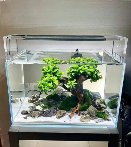 B. Yếu Tố Ảnh Hưởng Đến Giá Bán Bể Cá Cảnh Đẹp