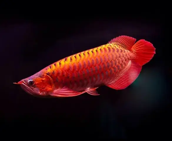 Điều Chỉnh Môi Trường Nước