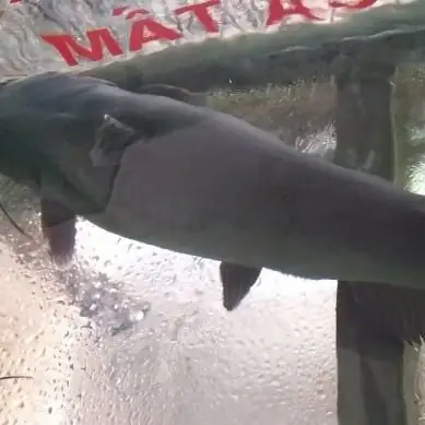 Cá Lăng Đen To 3-5kg/con (kg) – Hải Sản Hùng Cường