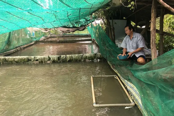 Mẹo Để Người Nuôi Cá Lóc Tối Ưu Giá Bán Mẹo Để Người Nuôi Cá Lóc Tối Ưu Giá Bán