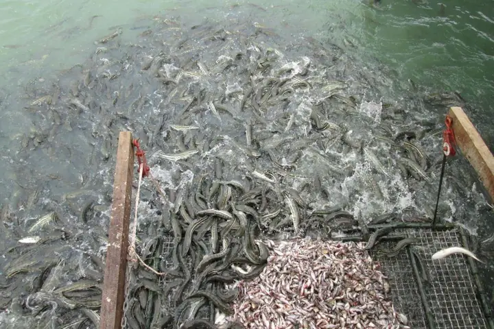 Mùa Vụ Nuôi Trồng Mùa Vụ Nuôi Trồng