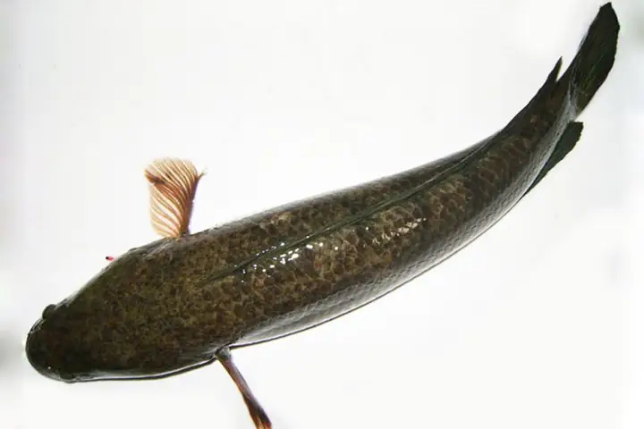 Hậu Giang: Giá Cá Lóc Nuôi Tăng Mạnh