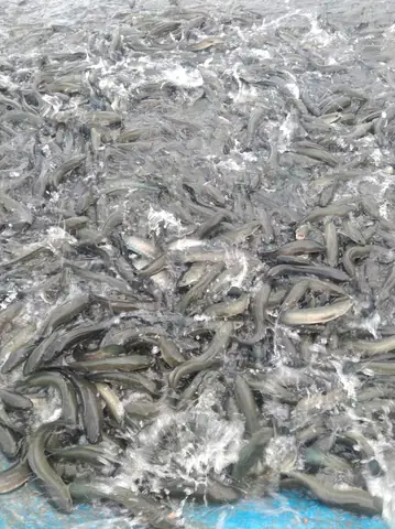 Giá Cá Lóc Nuôi An Giang