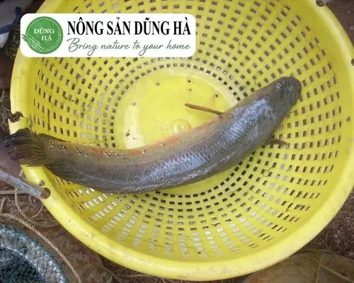 Giá Cá Lóc Bao Nhiêu 1kg Hôm Nay? Giá Cá Lóc Mới Nhất 2025