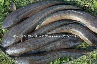 Giá Cá Lóc Chợ Bình Điền Hôm Nay