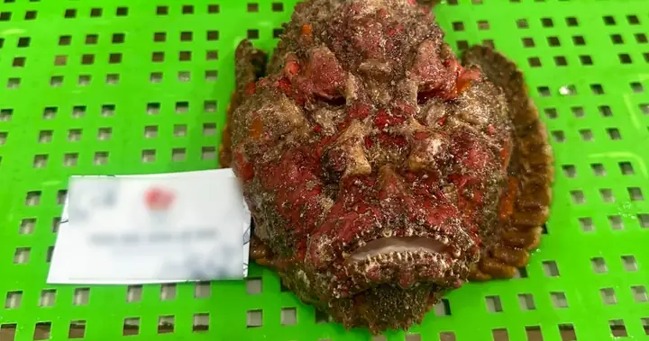 Món Cá Mặt Quỷ Ngon Nức Tiếng, Khách Hà Nội Sẵn Sàng Chi Nửa Chỉ ...