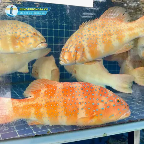 Cá Mú Đỏ Tươi Sống, Cao Cấp Bậc Nhất Cá Mú Đỏ Tươi Sống, Cao Cấp Bậc Nhất
