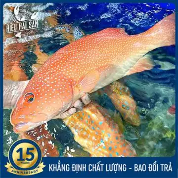 Cá Mú Đỏ (2 - 5 Kg) Cá Mú Đỏ (2 - 5 Kg)