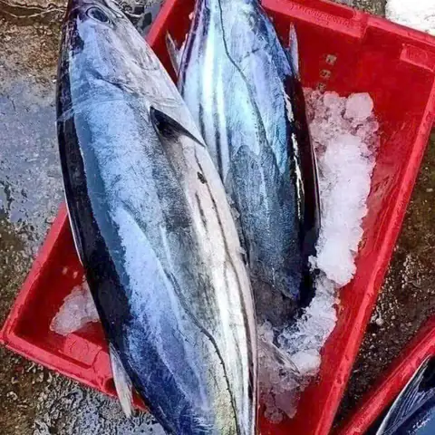 Cá Ngừ Bông – 17.500₫ | Gợi Ý Món Ngon & Cách Chế Biến