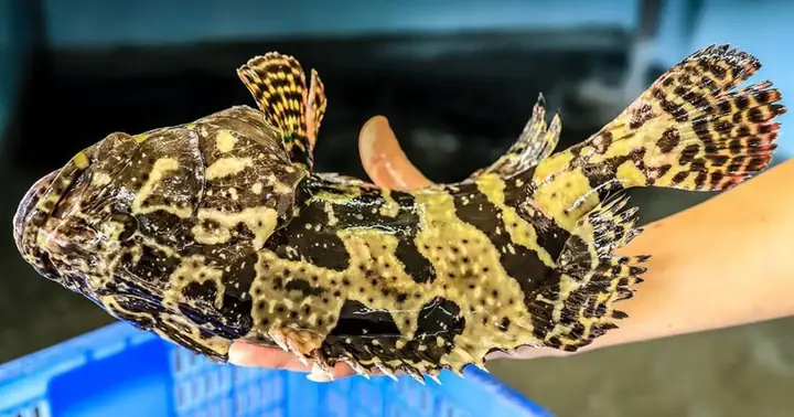 Công Ty Than Chi Gần 5 Tỉ Đồng Mua Cá Song Tặng Nhân Viên Dịp Rằm ...