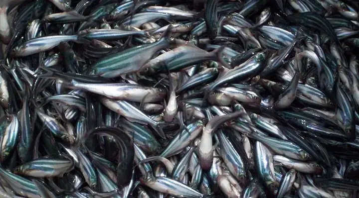 Kinh Nghiệm Mua Cá Tra Giống