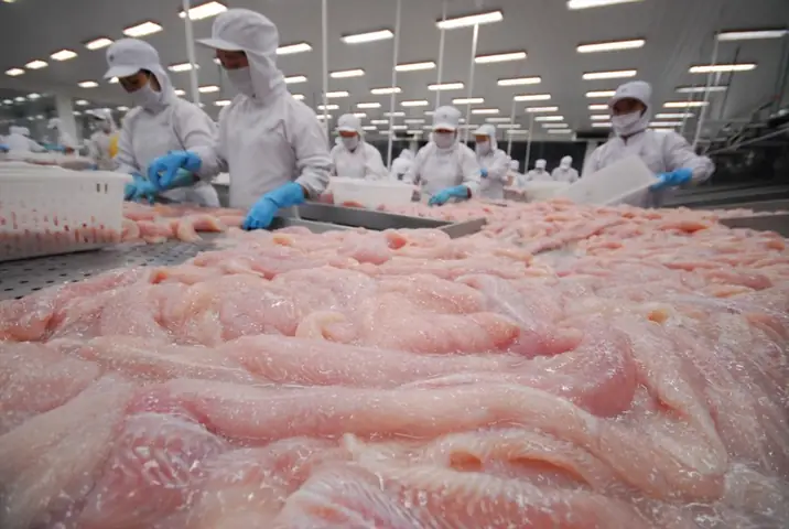 Giá Cá Tra Nguyên Liệu Hôm Nay