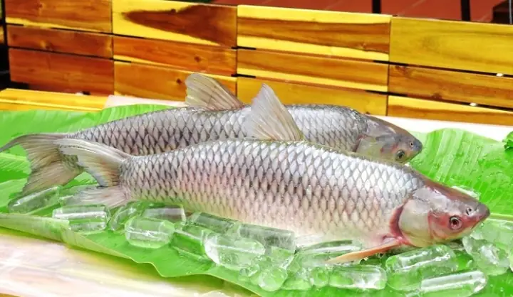 Cá Trắm Trắng Là Gì? Giá Bao Nhiêu? Cách Phân Biệt Trắm Đen Và ...