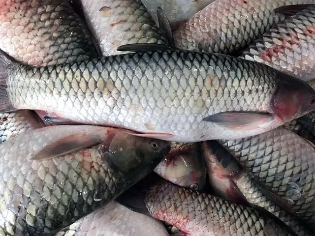 Giá Cá Trắm Cỏ Tại Ao