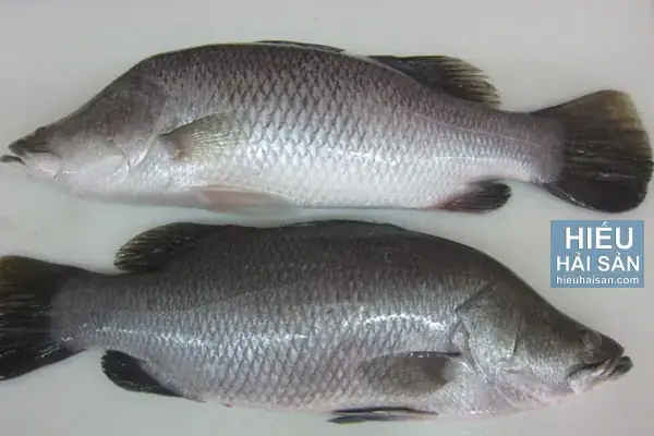 Thời Điểm Và Mùa Vụ