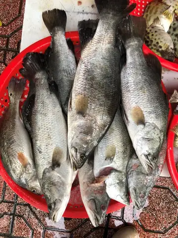 Cá Vược(cá Chẽm) - Loại Cá Giàu Dinh Dưỡng