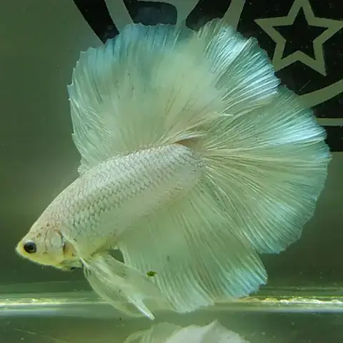 Mua Cá Xiêm Đá Ở Tphcm - Công Viên Thủ Lệ - Vườn Bách Thảo Hà ...