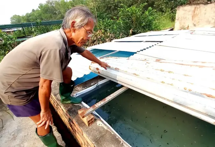 Nuôi Loài Cá Hiếu Chiến, Đụng Đâu Đá Đó, Ông Nông Dân Sài Gòn Đút ...