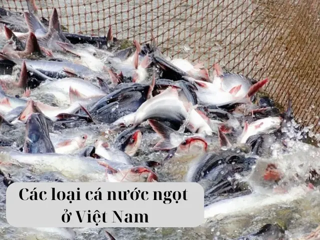 Review Các Loại Cá Nước Ngọt Ngon Nhất Việt Nam