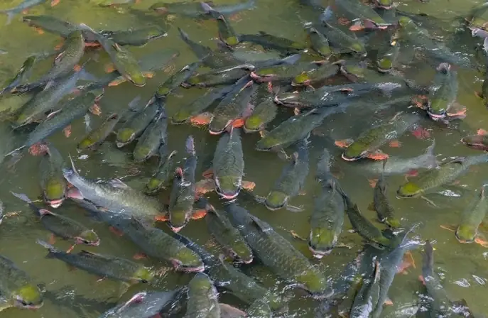 Kỳ Bí Hang Cá Thần Ở Văn Nho